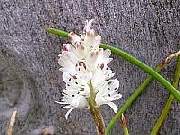 Lachenalia contaminata